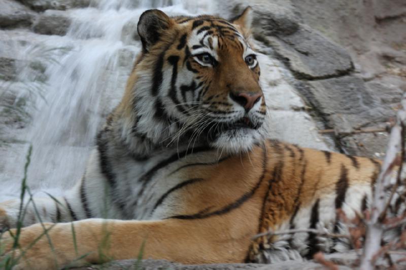 2012-05-17 19:17:22 ** Tiger, Utah, Zoo ** 