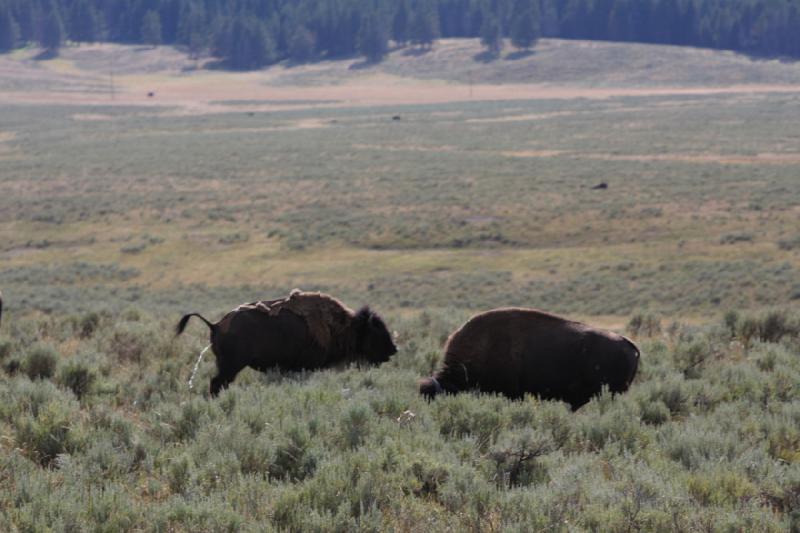 2008-08-15 17:18:48 ** Bison, Yellowstone National Park ** 