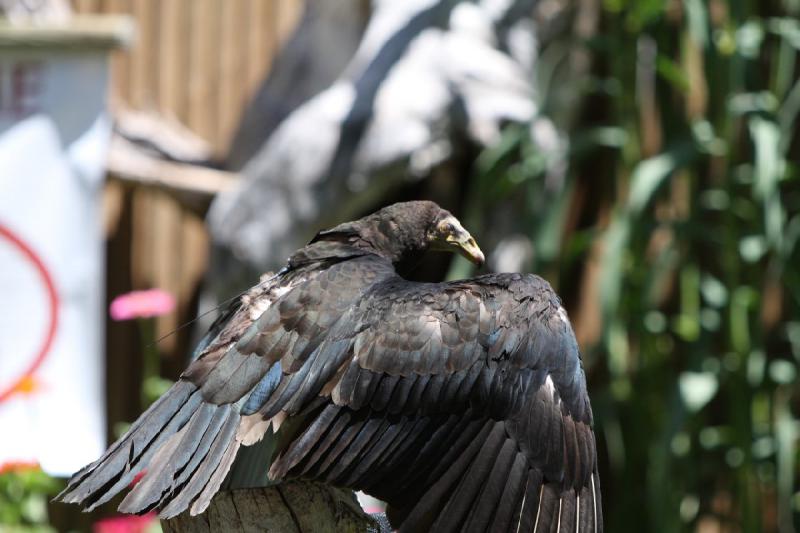 2011-07-15 13:11:16 ** Utah, Zoo ** 