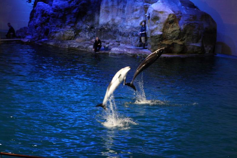 2014-03-12 12:50:50 ** Chicago, Illinois, Shedd Aquarium ** 