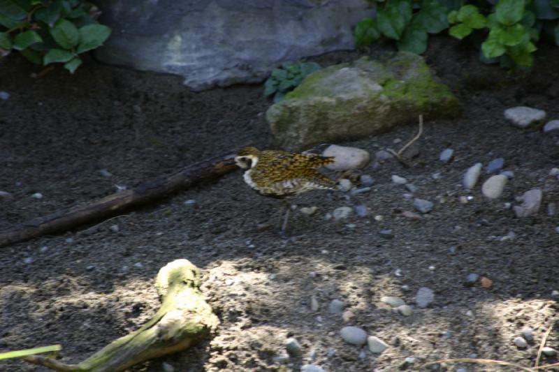 2007-09-01 11:44:34 ** Aquarium, Seattle ** Beach bird.