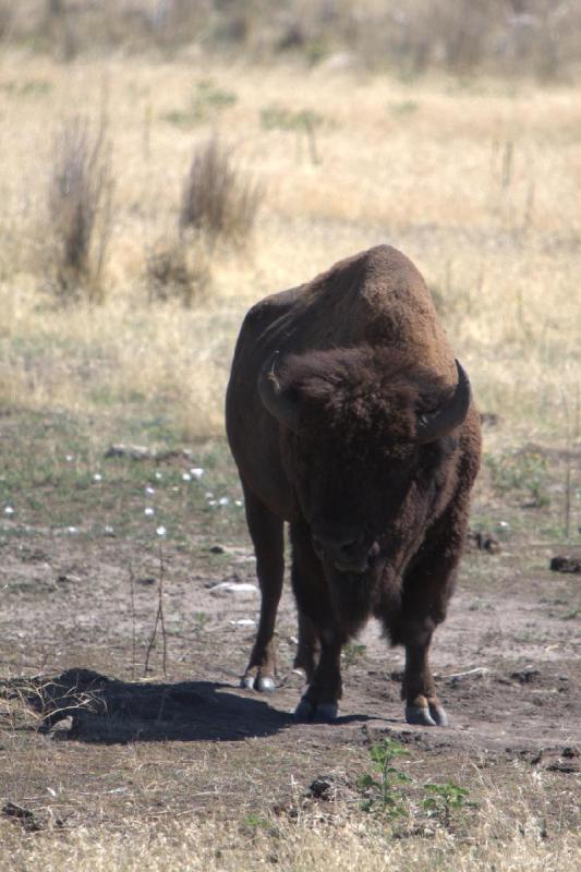 2014-08-15 11:20:10 ** Antelope Island, Bison, Utah ** 