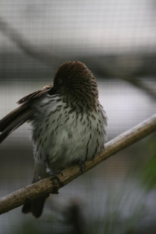 2010-04-13 13:40:50 ** Deutschland, Walsrode, Zoo ** 