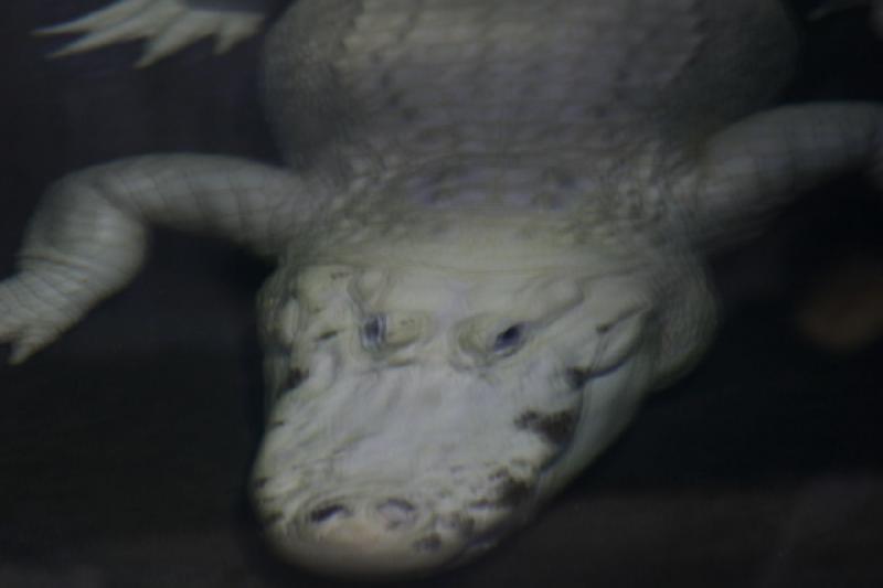 2007-05-06 15:36:02 ** Utah, Zoo ** Weißer Alligator.