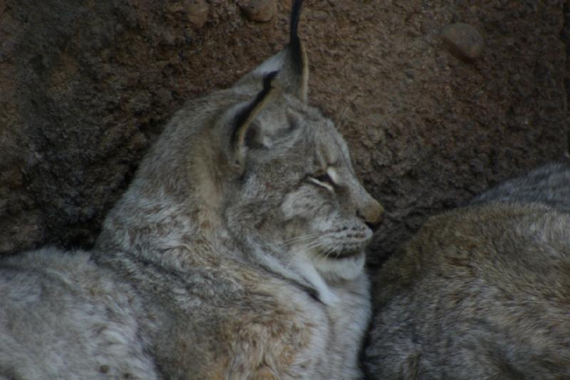 2007-03-11 14:32:28 ** Utah, Zoo ** Sibirischer Luchs.