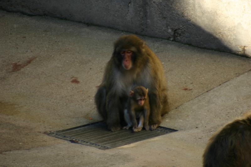 2005-08-24 17:28:15 ** Berlin, Deutschland, Zoo ** Paviane.