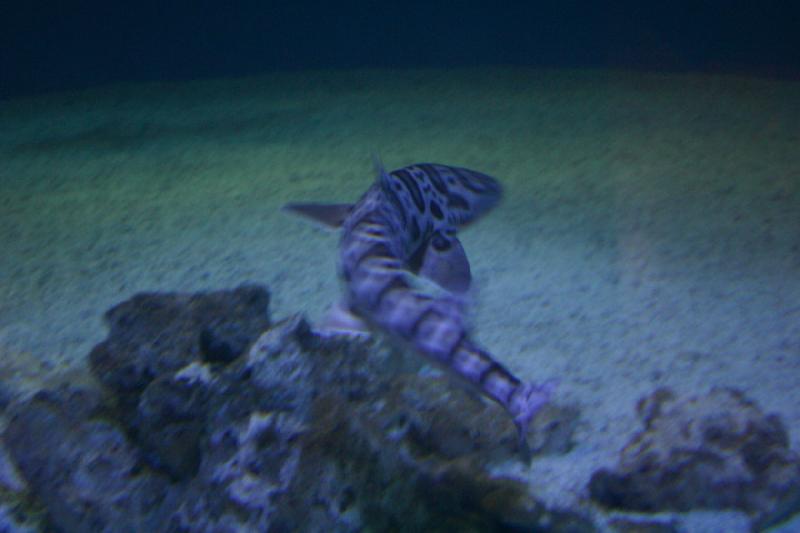 2007-12-15 13:17:52 ** Aquarium, Utah, Zoo ** Leopard Shark.