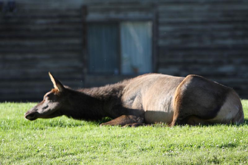 2008-08-16 18:38:28 ** Hirsch, Yellowstone Nationalpark ** 