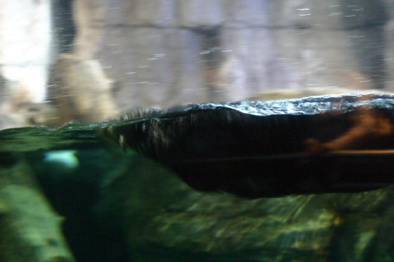 2007-10-13 10:48:34 ** Aquarium, Kalifornien, Zoo ** Seeotter.