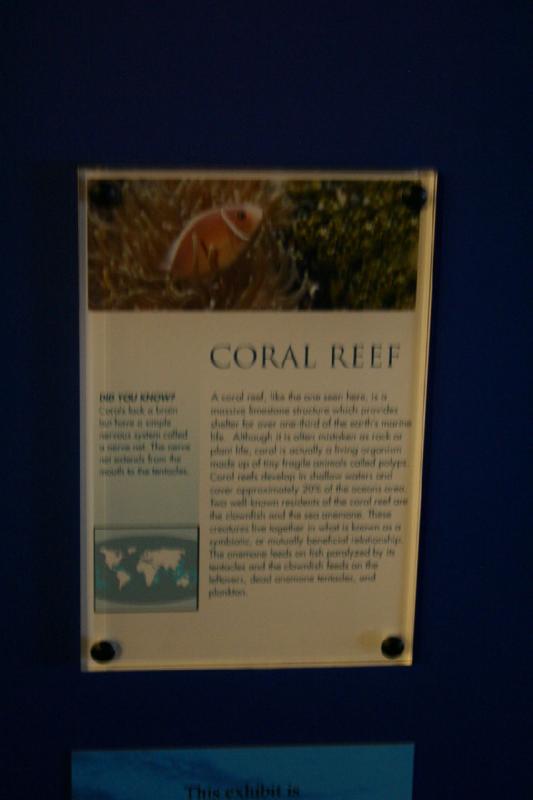 2007-12-15 13:11:48 ** Aquarium, Utah, Zoo ** Description of Coral Reef.