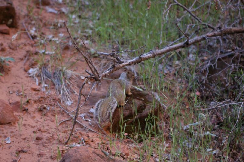 2011-05-29 09:27:33 ** Utah, Zion Nationalpark ** 