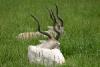 Addax Antelopes.