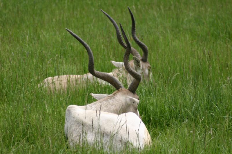 2005-05-07 14:27:17 ** Oregon, Roseburg, Zoo ** Addax Antelopes.