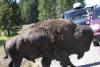 Der Verlierer überquert die Straße. Einige Leute sind aus ihrem Auto ausgestiegen, aber das ist ziemlich gefährlich. Die Entfernung von uns zum Bison war vielleicht 5 Meter.