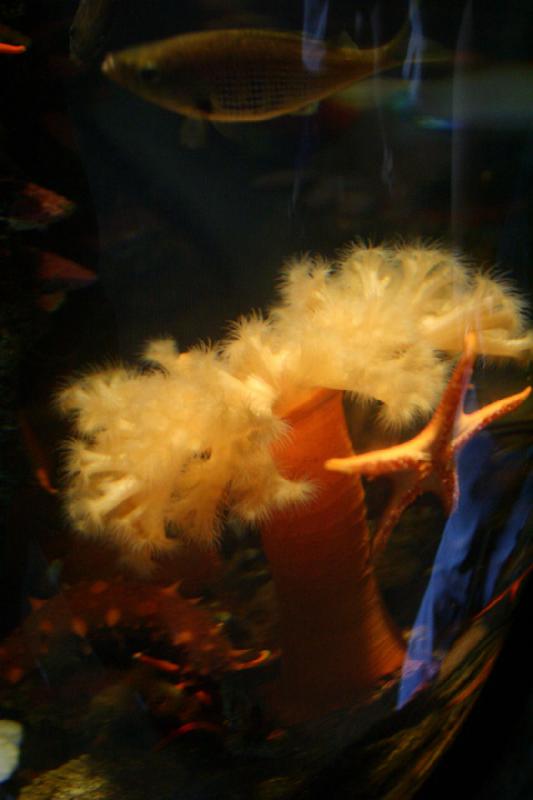 2007-09-01 11:04:14 ** Aquarium, Seattle ** Seeanemone und Seestern.