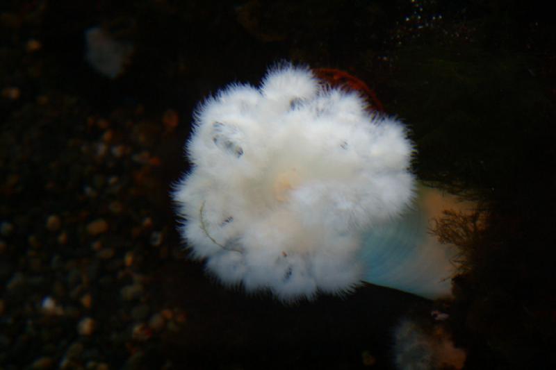 2007-09-01 12:22:28 ** Aquarium, Seattle ** Seeanemone.