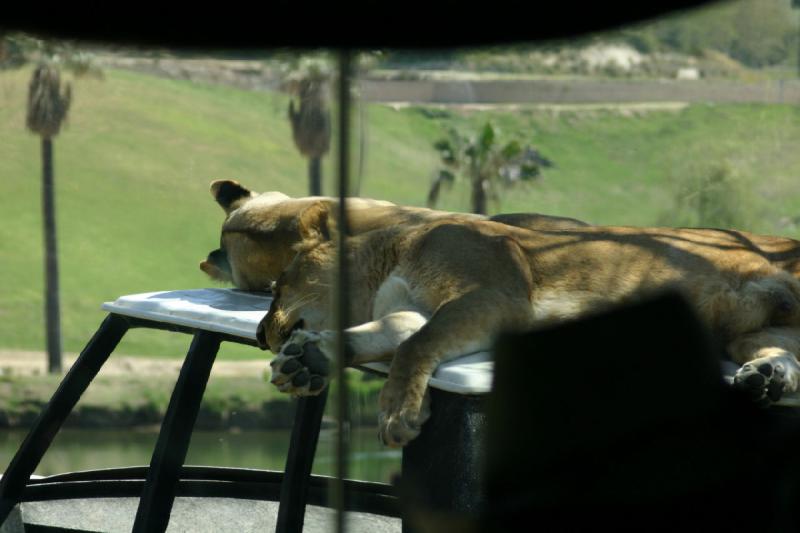 2008-03-21 12:46:26 ** San Diego, San Diego Zoo's Wild Animal Park ** Löwinnen.