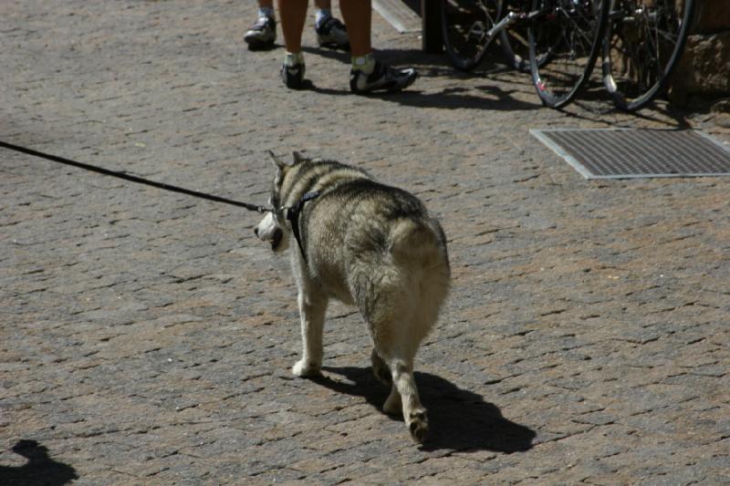 2006-07-22 11:36:24 ** Vail ** A husky without a tail. 2006-07-22 11:36:24 ** Vail ** A husky without a tail.