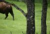 Gut getarnt, aber in der Astgabel sitzt ein weiteres Hörnchen.