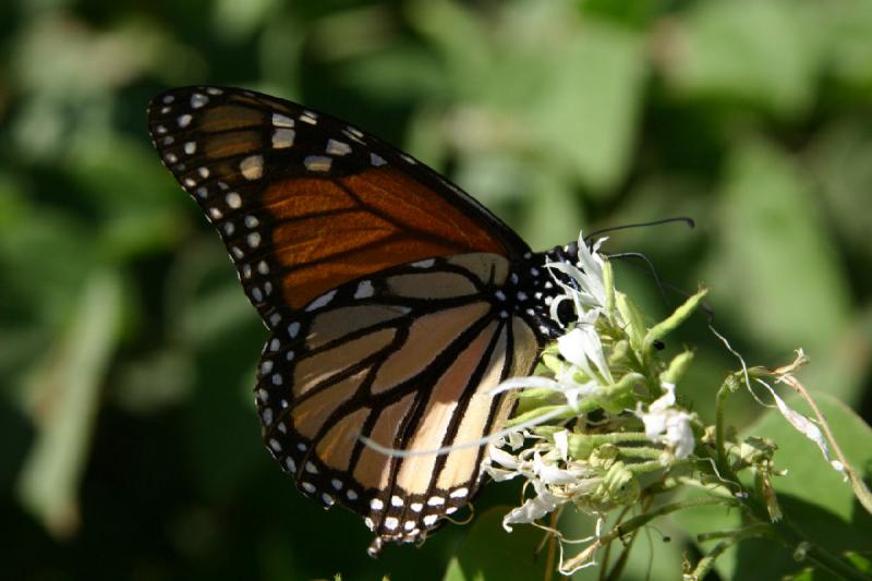 2007-10-27 13:33:48 ** Botanischer Garten, Phoenix ** Monarchfalter.