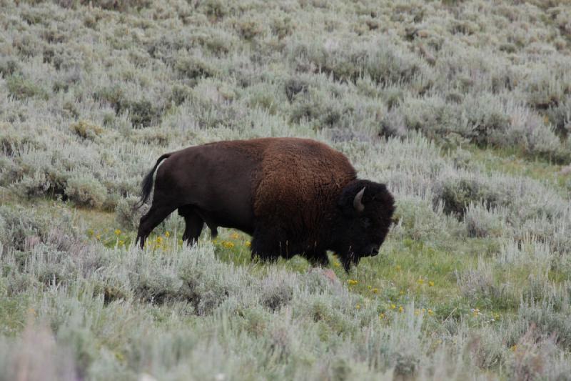 2009-08-05 13:43:40 ** Bison, Yellowstone National Park ** 