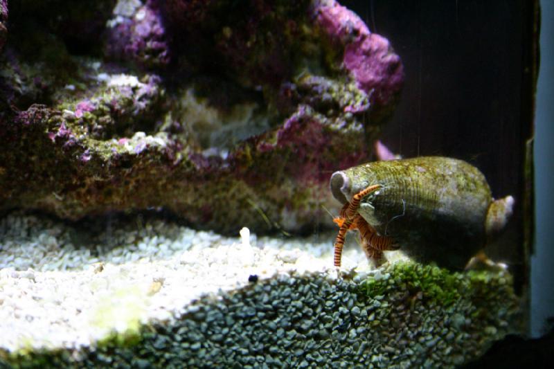 2007-09-01 11:25:48 ** Aquarium, Seattle ** Einsiedlerkrebs in einer Muschel.