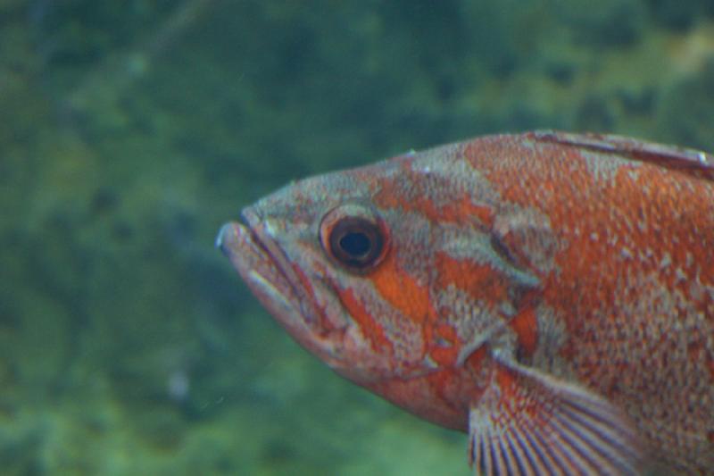 2007-09-01 10:57:00 ** Aquarium, Seattle ** Roter Fisch im Aquarium.