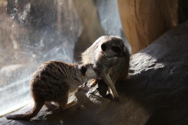 2011-01-23 16:09:45 ** Utah, Zoo ** 