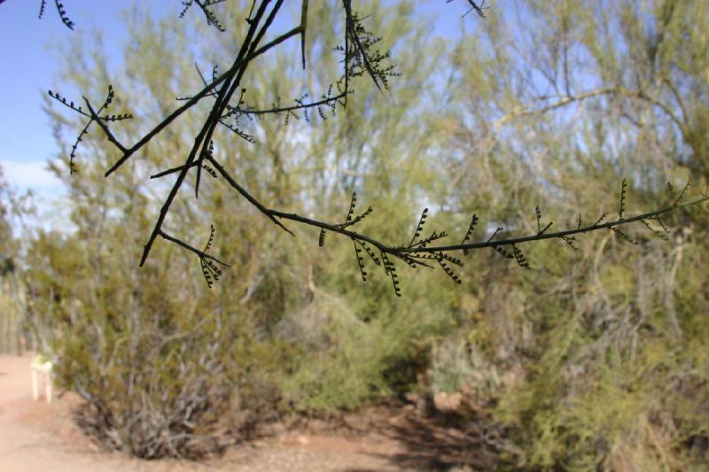 2007-10-27 14:15:22 ** Botanischer Garten, Phoenix ** Der Zweig eines Strauches, der uns etwas Schatten gespendet hat.