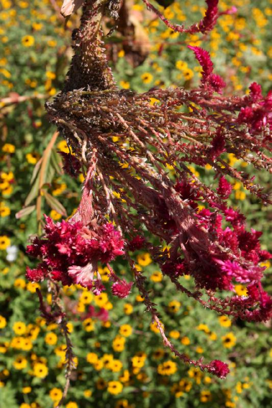 2011-11-27 11:51:31 ** Botanischer Garten, Hawaiʻi, Kauaʻi ** 