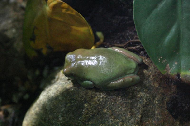 2005-08-25 15:07:44 ** Berlin, Germany, Zoo ** Frog.