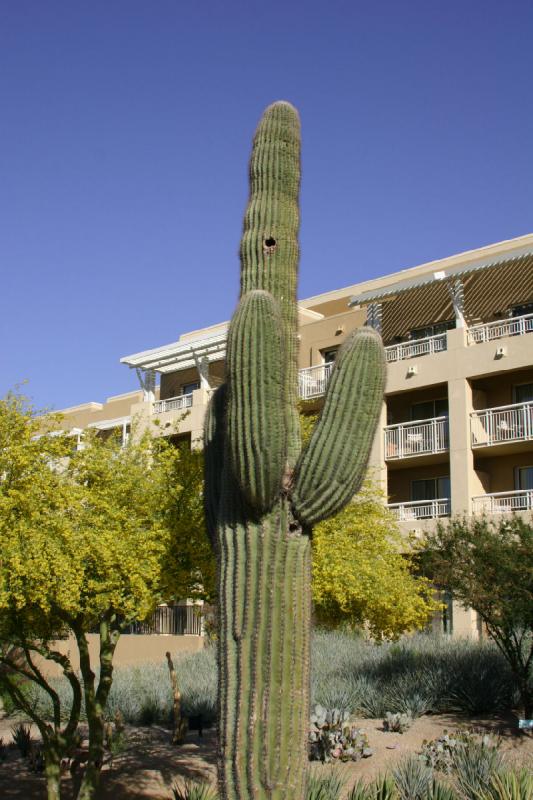 2007-04-15 16:44:00 ** Kaktus, Phoenix ** Saguaro mit Vogelnest.