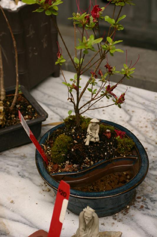 2005-05-05 12:32:52 ** Botanical Garden, Oregon, Portland ** Bonsai for sale.