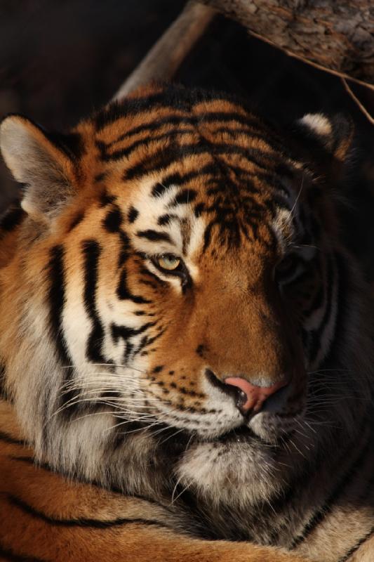 2011-01-23 16:34:47 ** Tiger, Utah, Zoo ** 