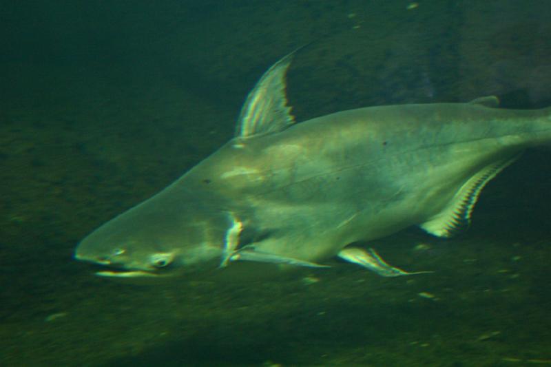 2006-11-29 13:19:32 ** Aquarium, Berlin, Deutschland, Zoo ** Sehr großer Fisch.