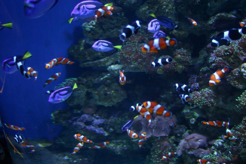 2007-10-13 13:08:20 ** Aquarium, Kalifornien, Zoo ** Clownfische und Doktorfische. Vielleicht sollte man Clownfische einfach in Nemo und Doktorfische in Dory umbenennen. So haben es die vielen Kinder, die von diesen Fischen begeistert sind, etwas einfacher.