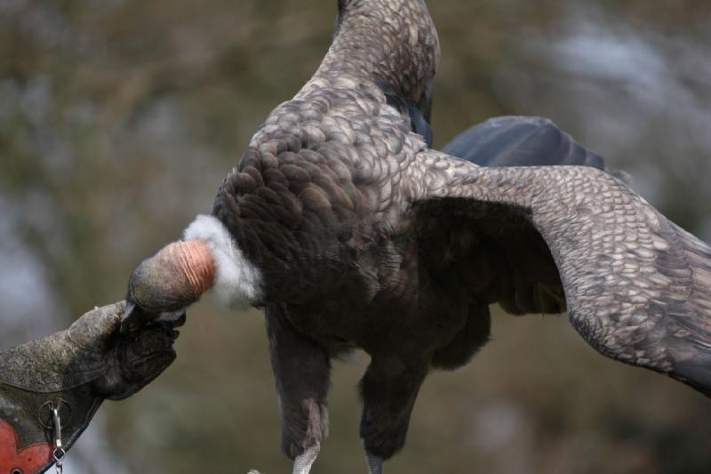 2010-04-13 14:52:44 ** Deutschland, Walsrode, Zoo ** 