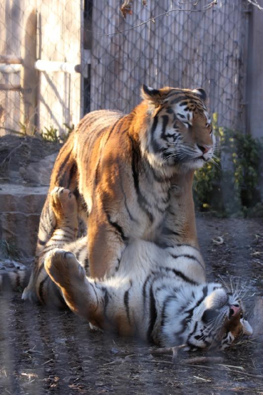 2011-01-23 16:40:25 ** Tiger, Utah, Zoo ** 