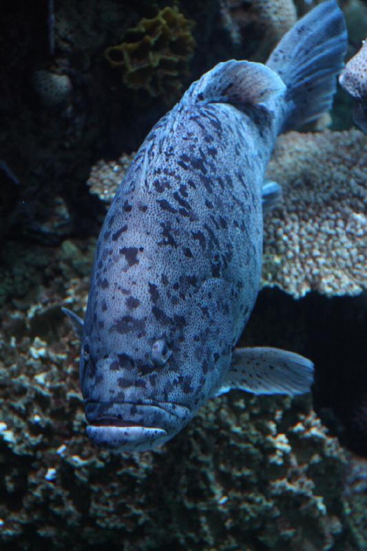 2014-03-12 15:54:51 ** Chicago, Illinois, Shedd Aquarium ** 