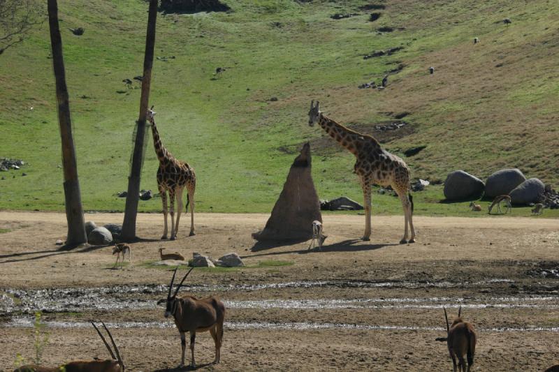 2008-03-21 10:07:06 ** San Diego, San Diego Zoo's Wild Animal Park ** 