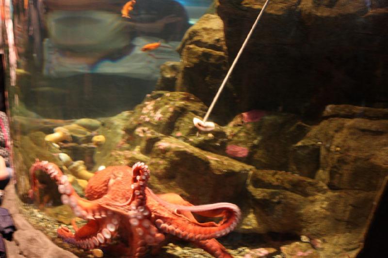 2012-06-16 12:08:13 ** Aquarium, Seattle ** Fütterung des Oktopus.