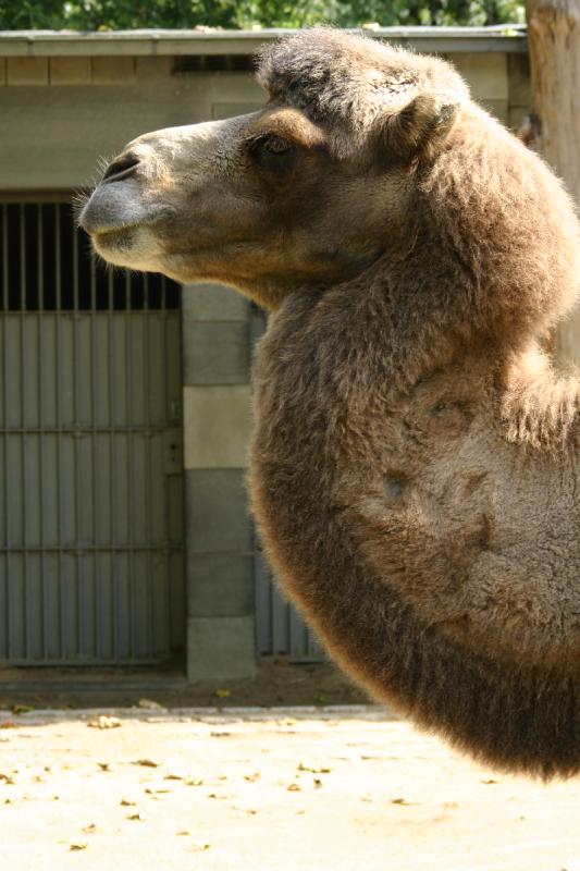 2005-08-24 13:11:00 ** Berlin, Germany, Zoo ** Bactrian Camel.