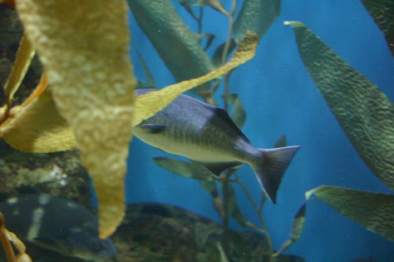 2007-10-13 11:59:12 ** Aquarium, California, Zoo ** Fish in the aquarium. 2007-10-13 11:59:12 ** Aquarium, California, Zoo ** Fish in the aquarium.