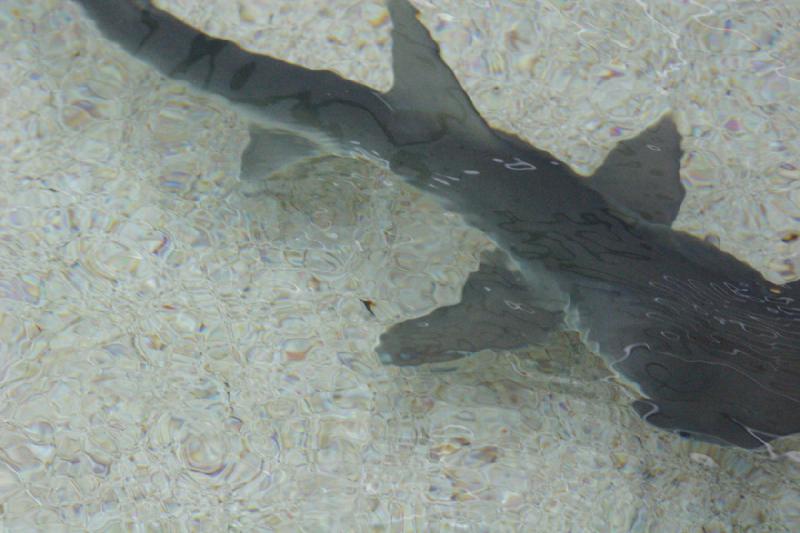 2007-10-13 11:12:48 ** Aquarium, California, Zoo ** A small kind of hammerhead shark.