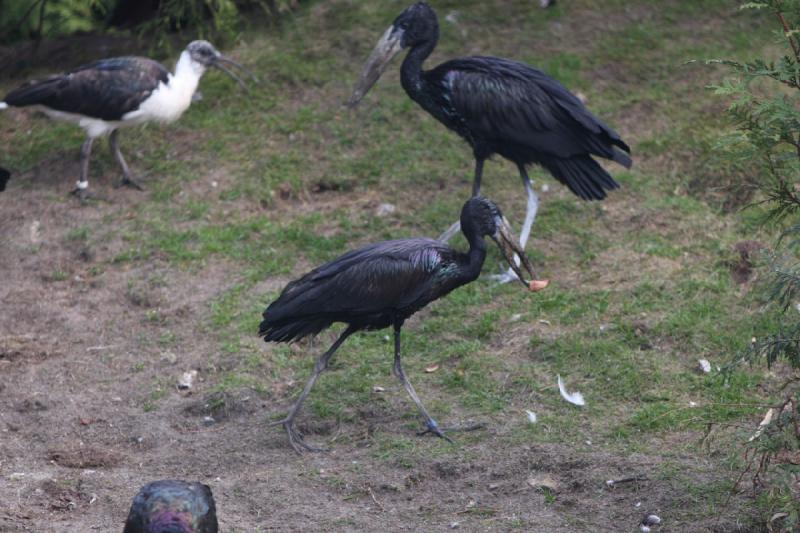 2010-04-13 15:49:13 ** Deutschland, Walsrode, Zoo ** 