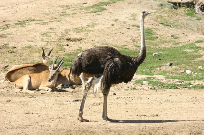 2008-03-21 14:29:02 ** San Diego, San Diego Zoo's Wild Animal Park ** 