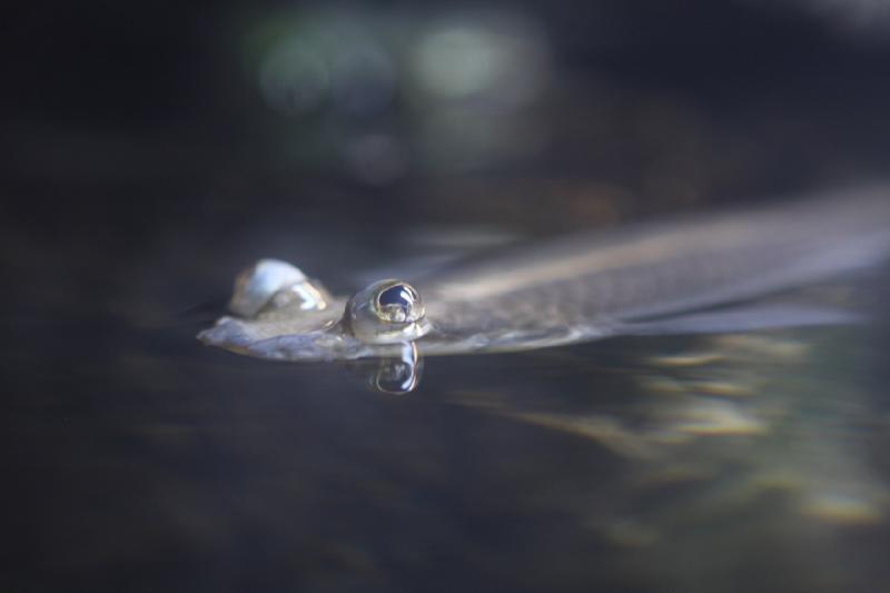 2012-05-19 09:03:07 ** Aquarium, Utah, Zoo ** 