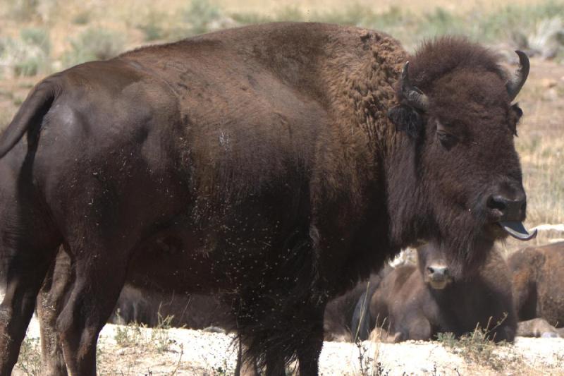 2014-08-15 11:44:09 ** Antelope Island, Bison, Utah ** 2014-08-15 11:44:09 ** Antelope Island, Bison, Utah **