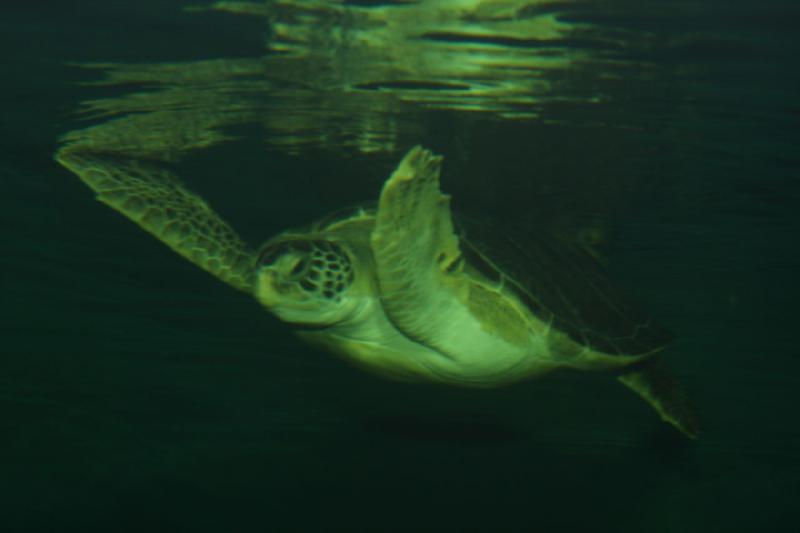 2011-01-22 11:11:38 ** Aquarium, Utah, Zoo ** 