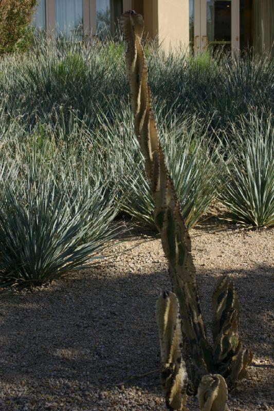 2007-04-15 16:50:06 ** Cactus, Phoenix ** Spiral cereus 'Cereus peruvianus'. 2007-04-15 16:50:06 ** Cactus, Phoenix ** Spiral cereus 'Cereus peruvianus'.